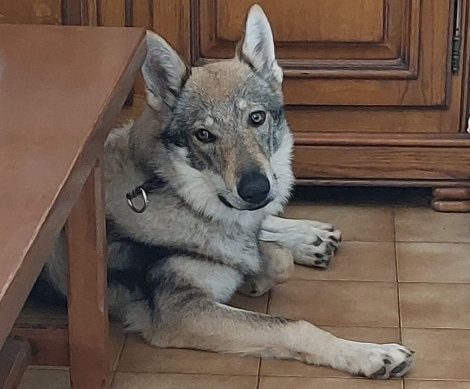 Tino Patamia Le Royaume de roia Saint-André-de-Corcy éducateur canin