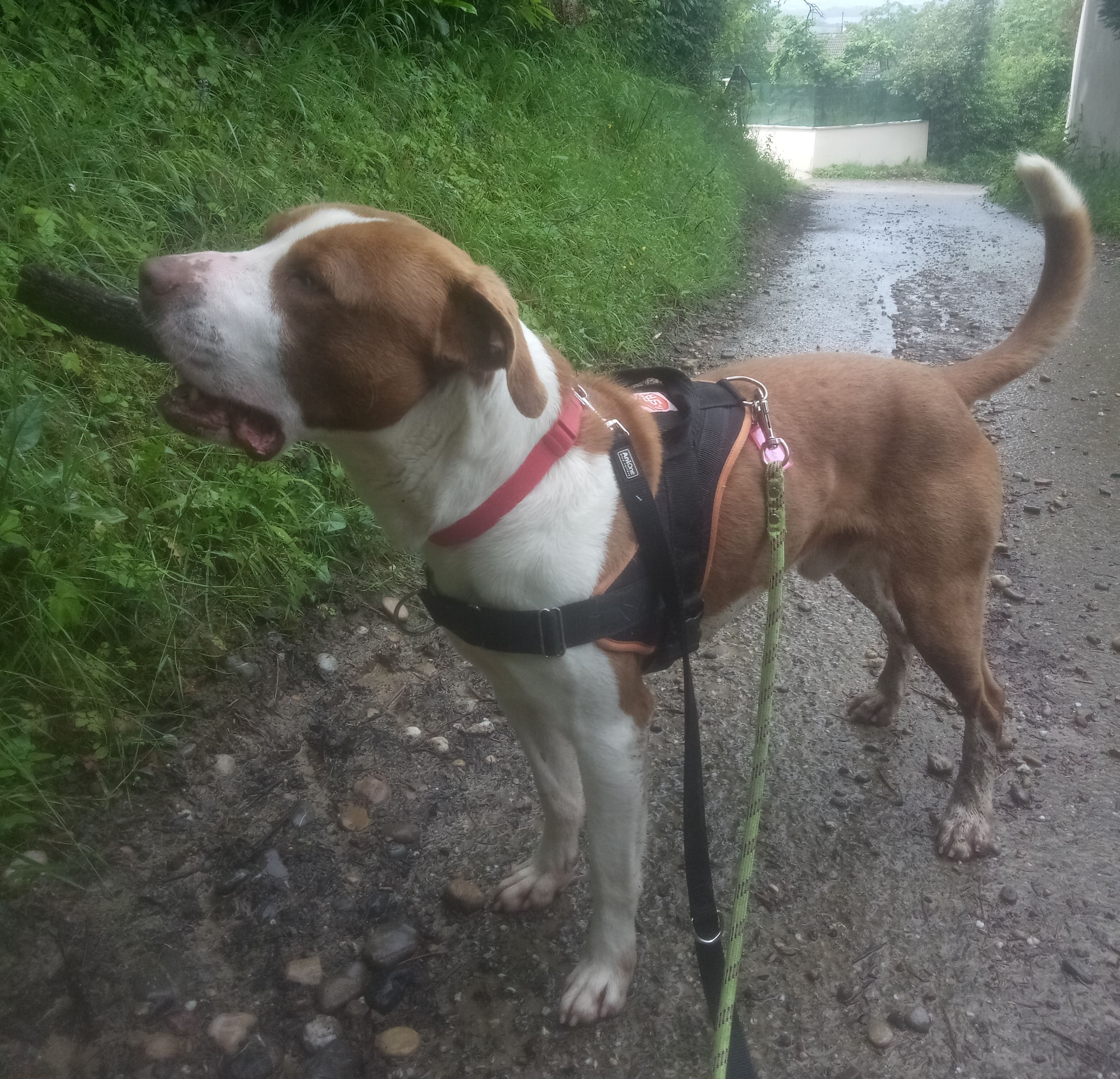 Tino Patamia Le Royaume de roia Saint-André-de-Corcy éducateur canin