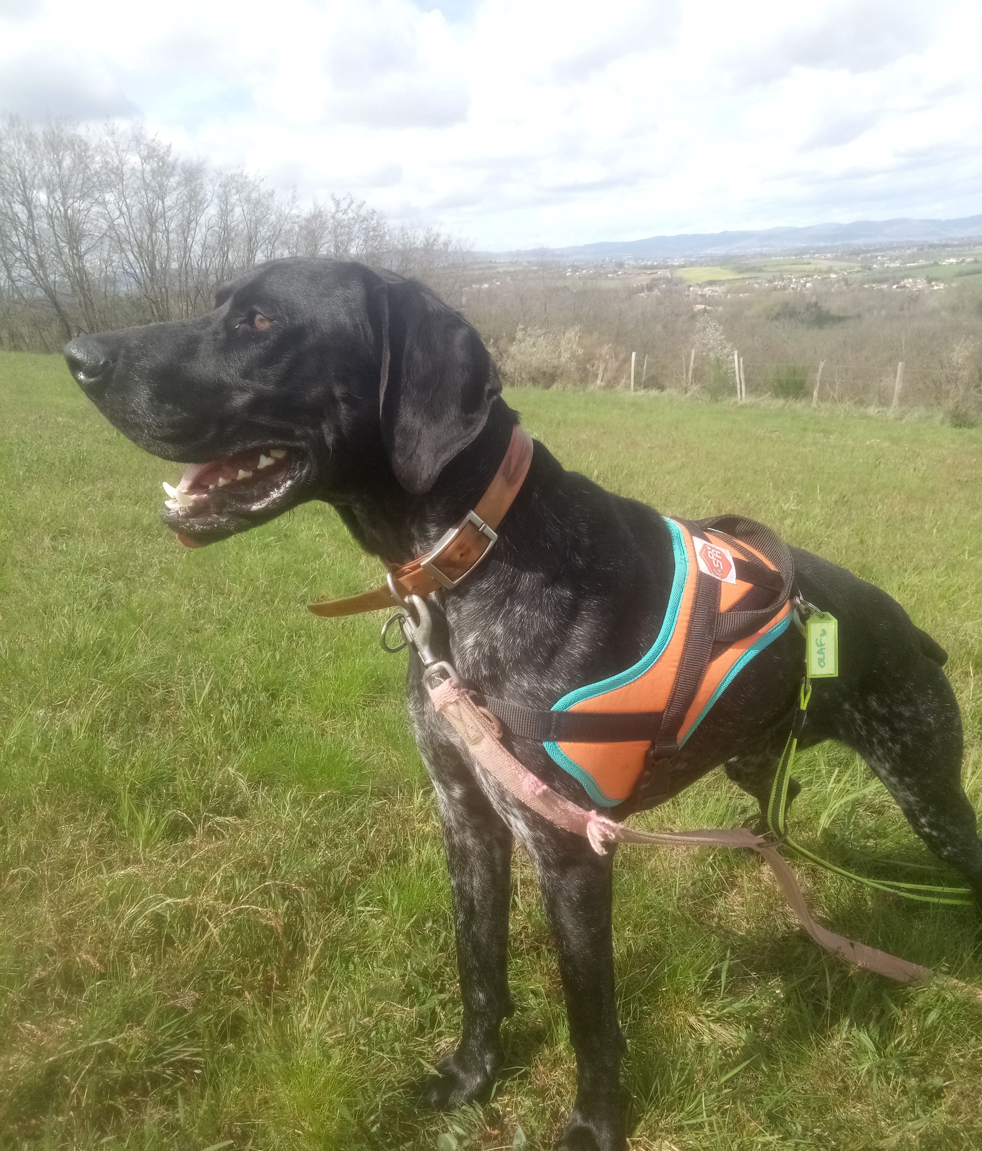 Tino Patamia Le Royaume de roia Saint-André-de-Corcy éducateur canin